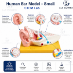 Human Ear Model